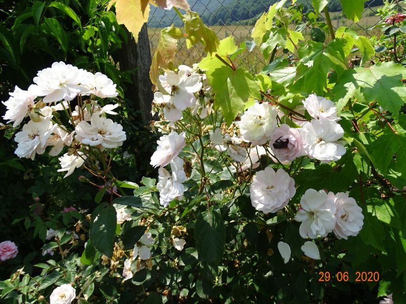 Rose Delacroix - Trandafiri 2