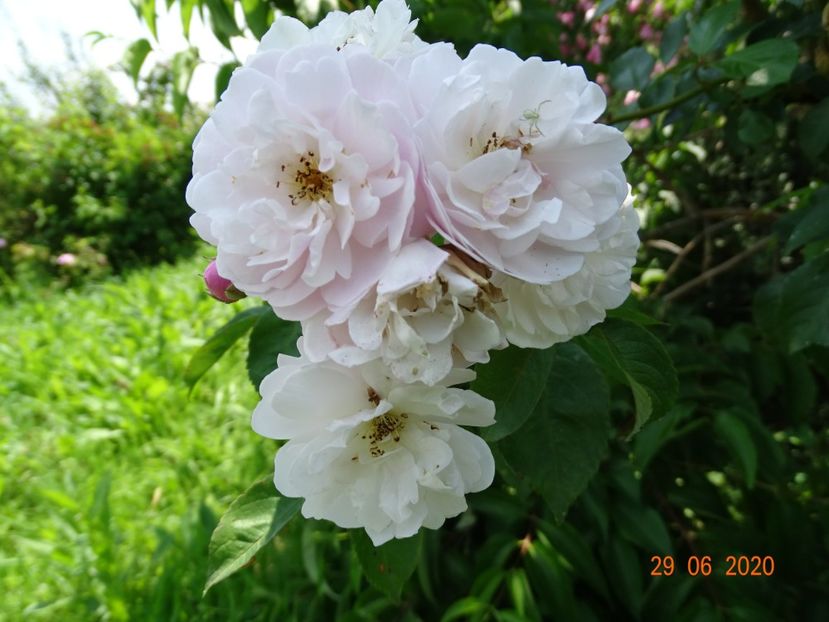 Rose Delacroix - Trandafiri 2
