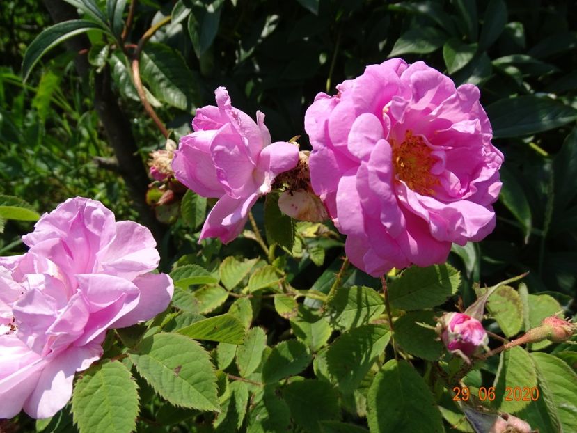 rosa damascena - Trandafiri 2
