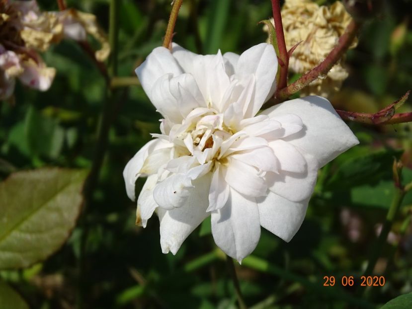 Perle d'Or - Trandafiri 2