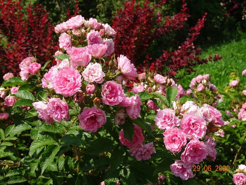 Pink Grootendorst - Trandafiri 2