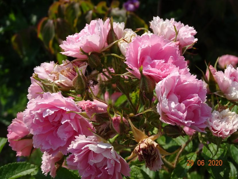 Pink Grootendorst - Trandafiri 2
