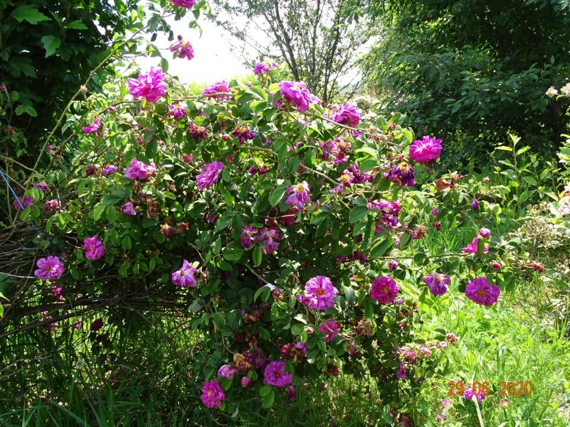 Conditorum - Trandafiri 2