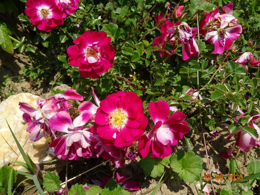 Lipstick - Trandafiri 2