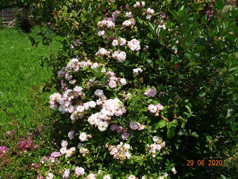 Ghislaine Feuerwerk - Trandafiri 2