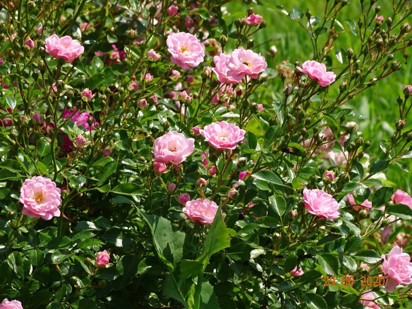 The Fairy - Trandafiri 2