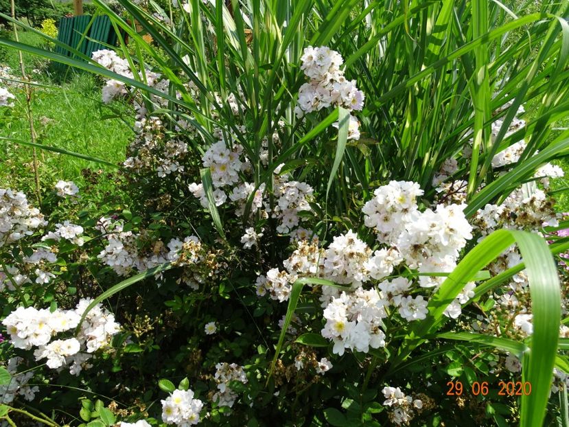 Abigail Adams - Trandafiri 2