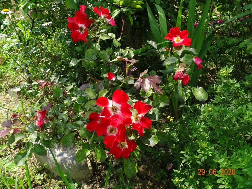 Eyepaint - Trandafiri 2