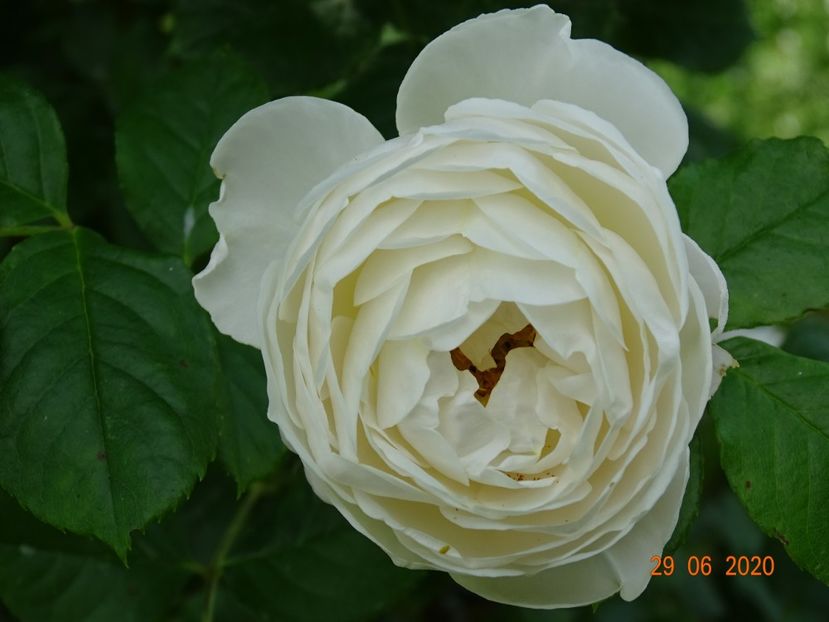 Uetersener Klosterrose - Trandafiri 2