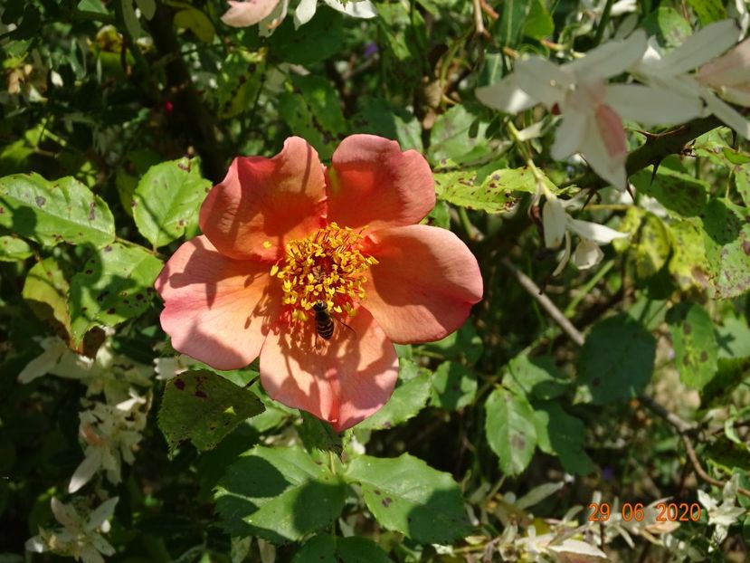 Morning Mist - Trandafiri 2