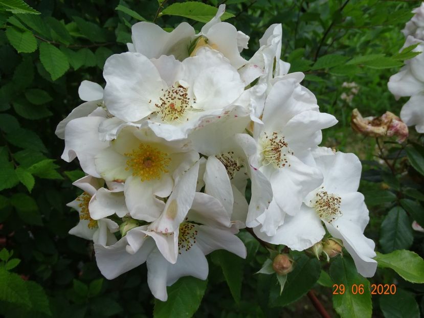 Sally Holmes - Trandafiri 2