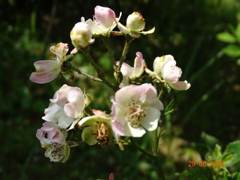 seedling - Trandafiri 2