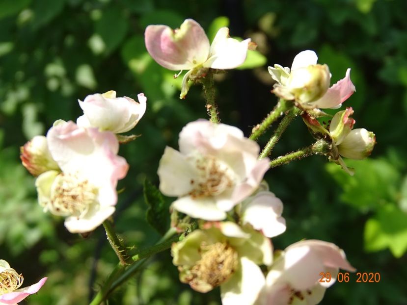 seedling - Trandafiri 2