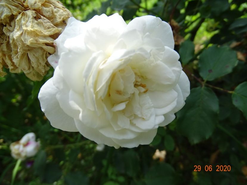 Boule de Neige - Trandafiri 2