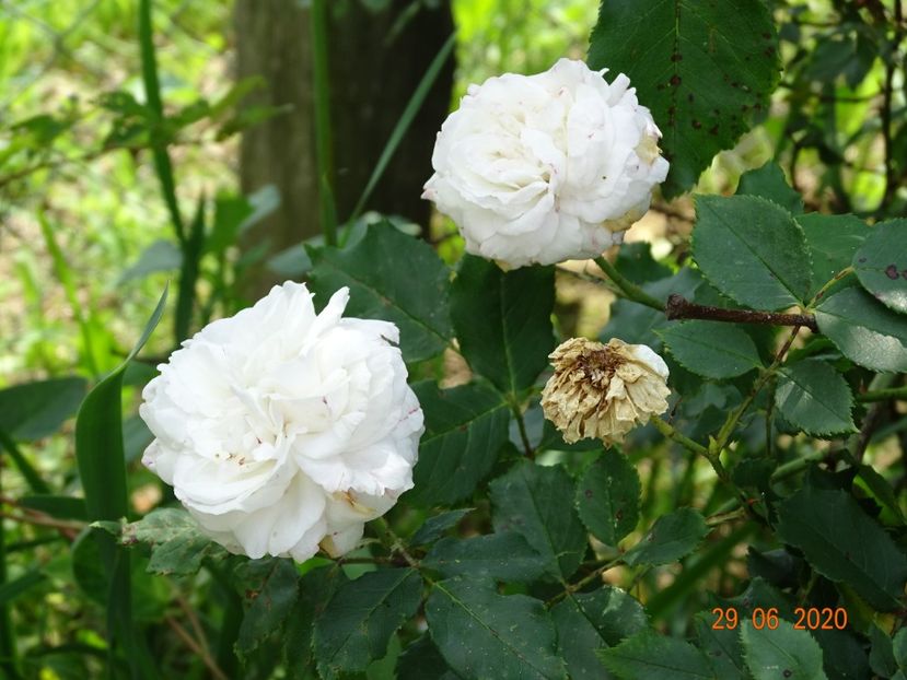 Boule de Neige - Trandafiri 2