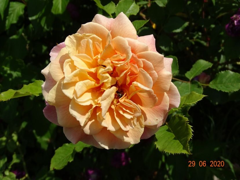 Aloha - Trandafiri 2