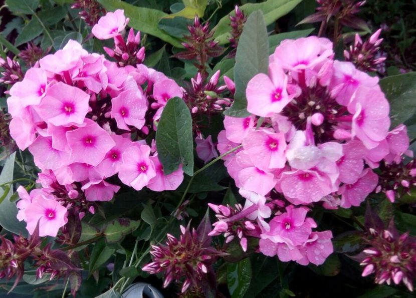  - 0- PHLOX - ECHINACEA- RUDBECKIA- si alte perene