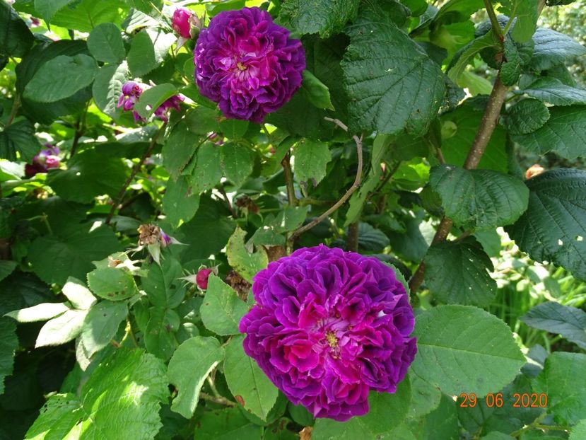 Erinnerung an Brod - Trandafiri 2