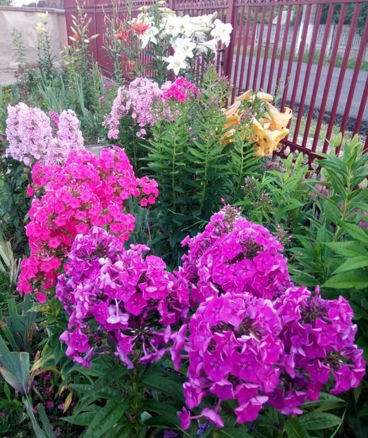  - 0- PHLOX - ECHINACEA- RUDBECKIA- si alte perene