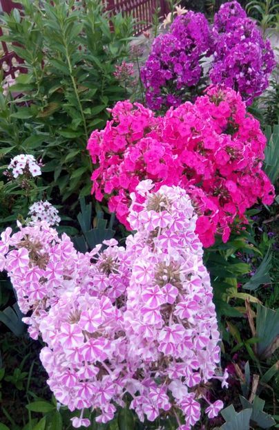  - 0- PHLOX - ECHINACEA- RUDBECKIA- si alte perene