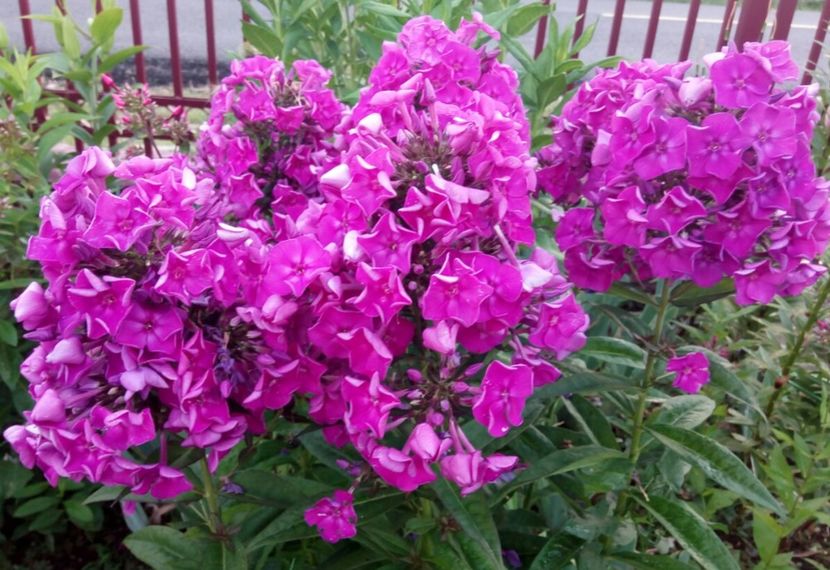  - 0- PHLOX - ECHINACEA- RUDBECKIA- si alte perene