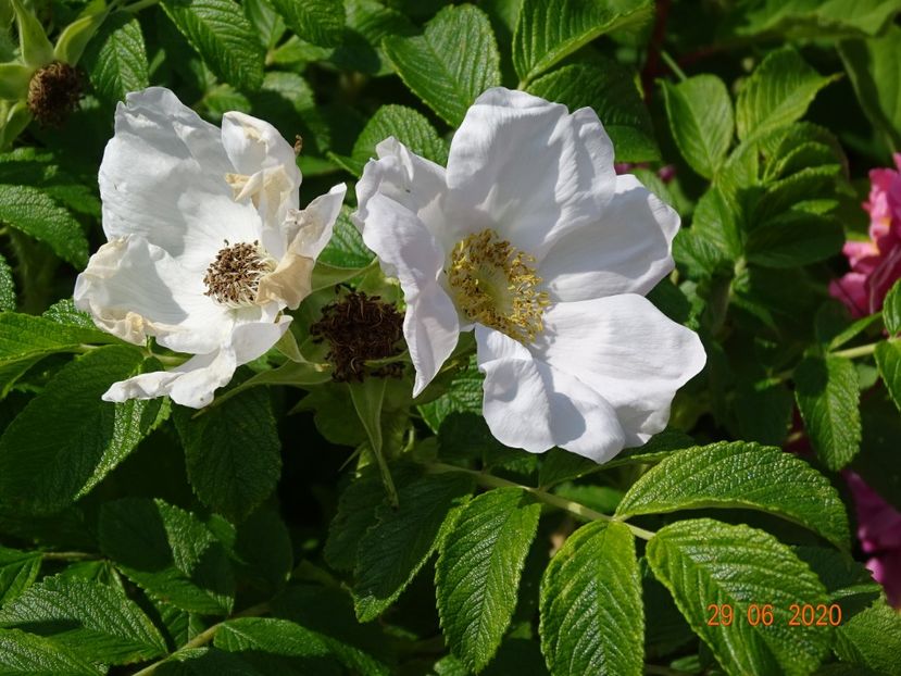 rosa rugosa Alba - Trandafiri 2