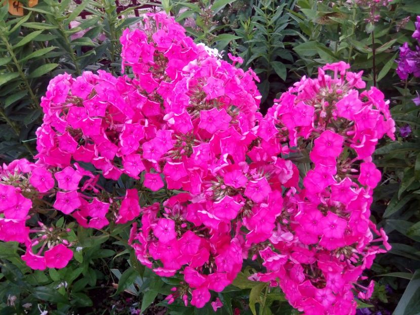  - 0- PHLOX - ECHINACEA- RUDBECKIA- si alte perene