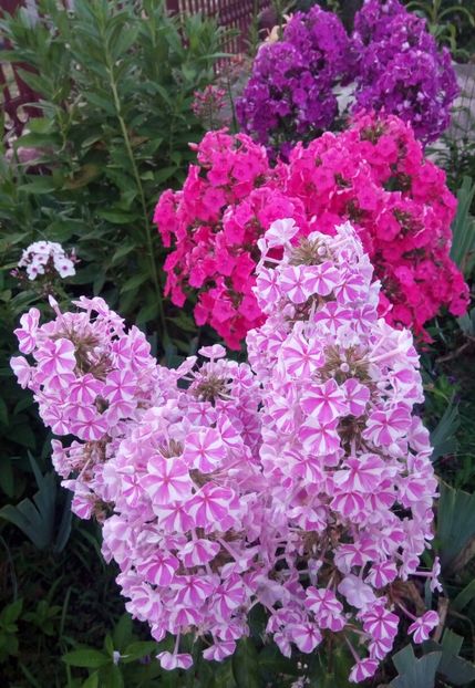  - 0- PHLOX - ECHINACEA- RUDBECKIA- si alte perene