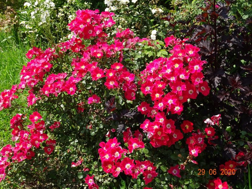 Candia Meillandecor - Trandafiri 2