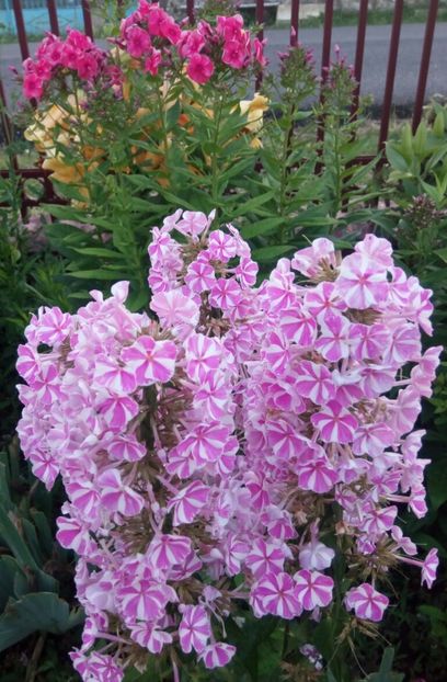  - 0- PHLOX - ECHINACEA- RUDBECKIA- si alte perene
