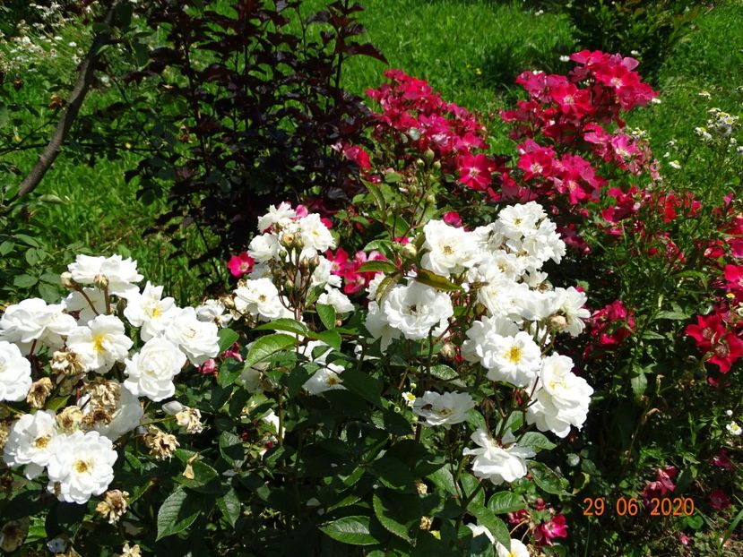 Irene of Denmark, Candia Meillandecor - Trandafiri 2