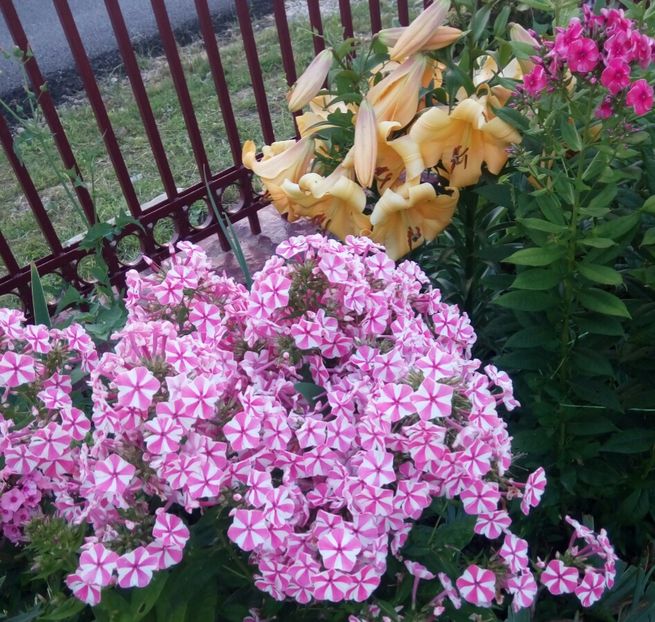 - 0- PHLOX - ECHINACEA- RUDBECKIA- si alte perene