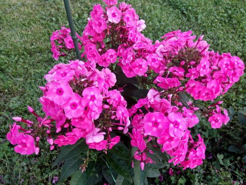Roz  cu ochi-mai scund - 0- PHLOX - ECHINACEA- RUDBECKIA- si alte perene