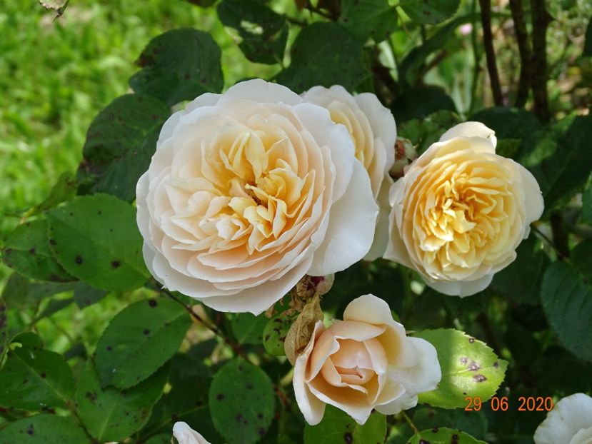 Jayne Austen - Trandafiri 2