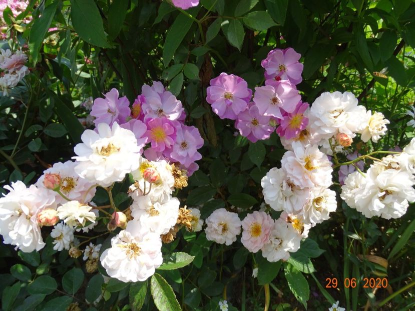 Cornelia, Lavender Dream - Trandafiri 2