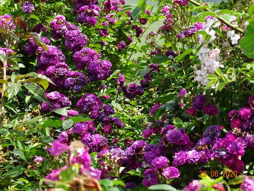 Bleu Magenta - Trandafiri 2