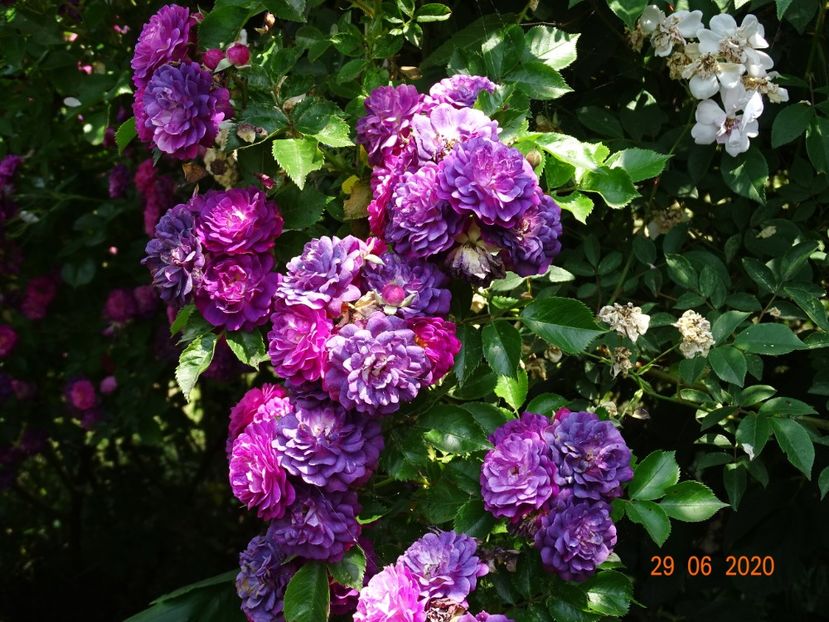 Bleu Magenta - Trandafiri 2