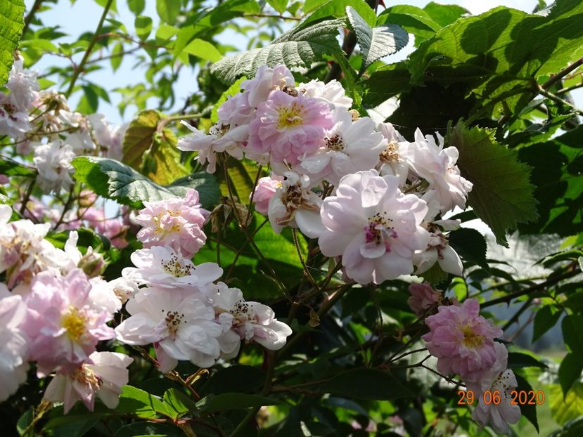 Paul's Himalayan Musk - Trandafiri 2
