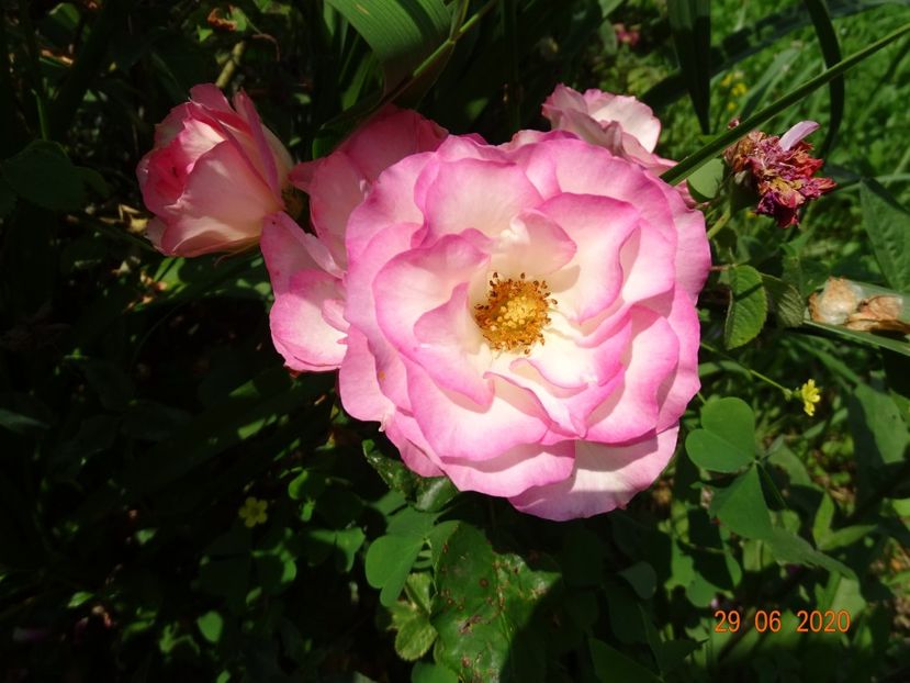 Bordure Rose - Trandafiri 2