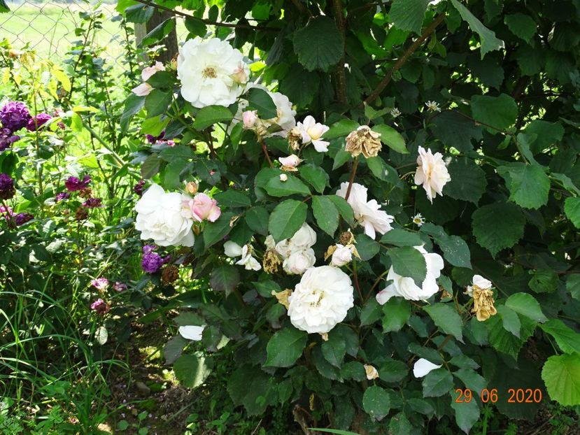 Gruss an Aachen - Trandafiri 2