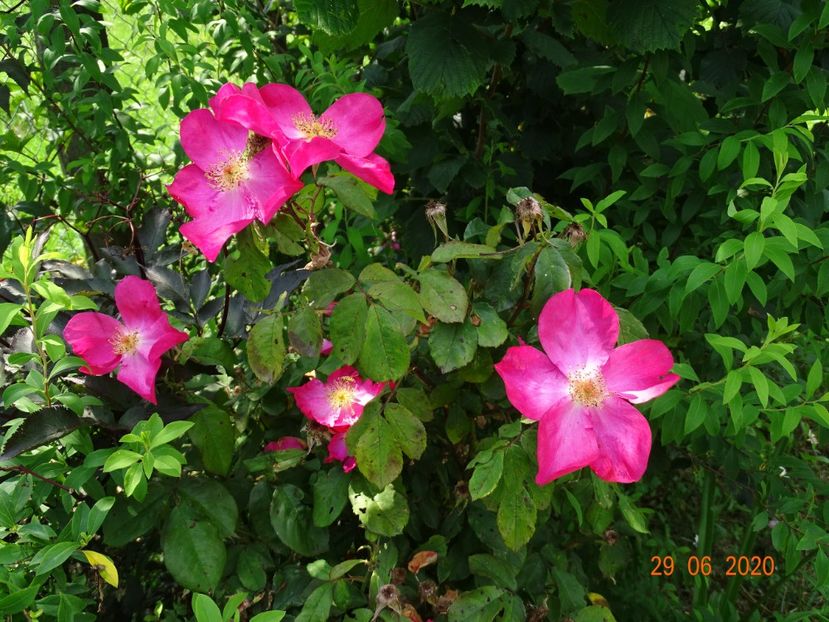 Rose of Picardy - Trandafiri 2