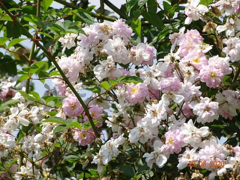 Paul's Himalayan Musk - Trandafiri 2