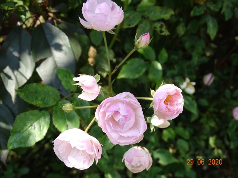 Mozart's Lady - Trandafiri 2