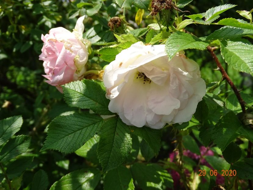 Kamtschatka - Trandafiri 2