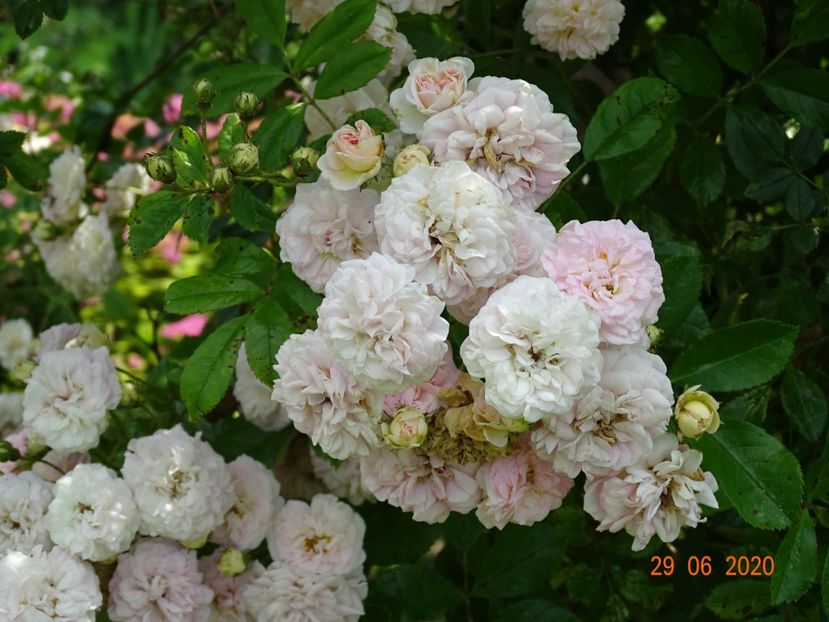 Pink Ghislaine de Feligonde - Trandafiri 2