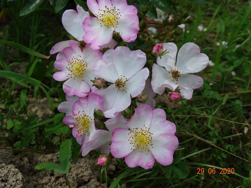 Robe Fleurie - Trandafiri 3