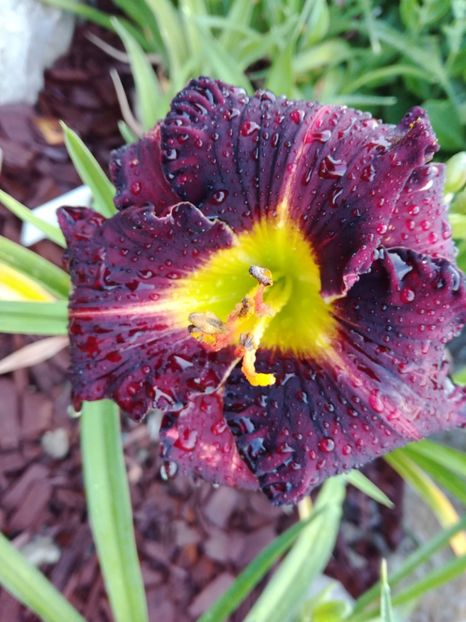 Purplelicious - Hemerocallis 2020