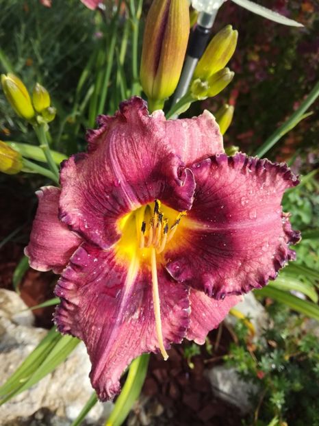 Druid's Chant evening - Hemerocallis 2020