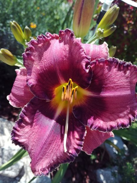 Druid's Chant midday - Hemerocallis 2020