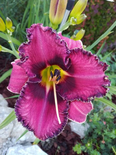 Druid's Chant morning - Hemerocallis 2020